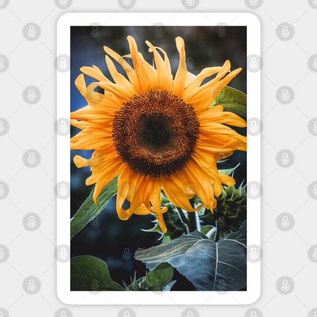 Sunday Sunflower Photograph Sticker by love-fi